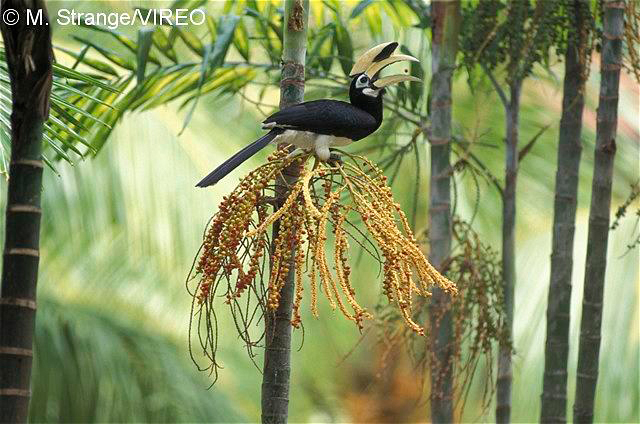 Oriental Pied Hornbill s45-10-007.jpg